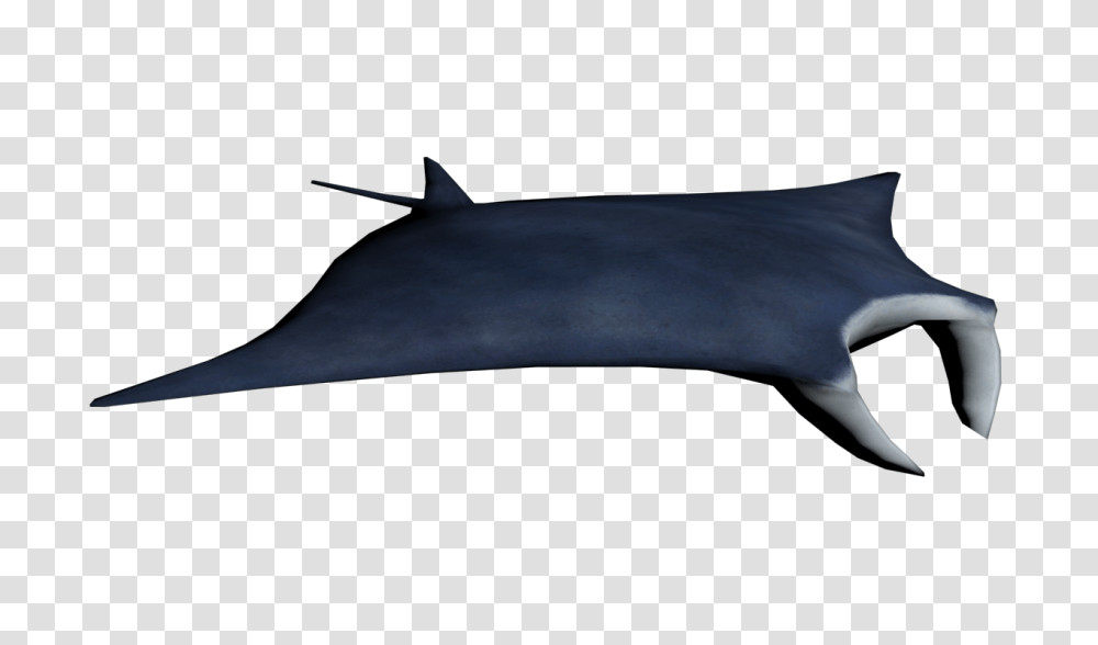 Image, Sea Life, Animal, Mammal, Dolphin Transparent Png