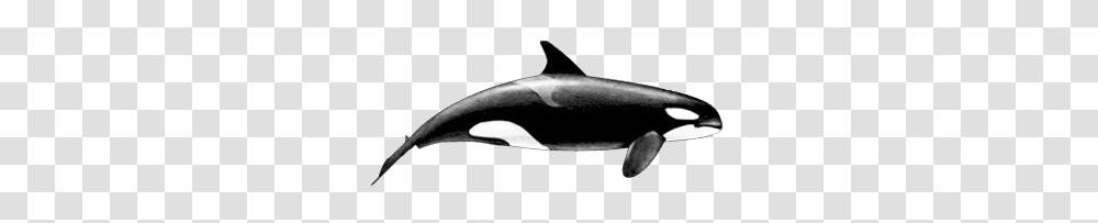 Image, Sea Life, Animal, Orca, Mammal Transparent Png