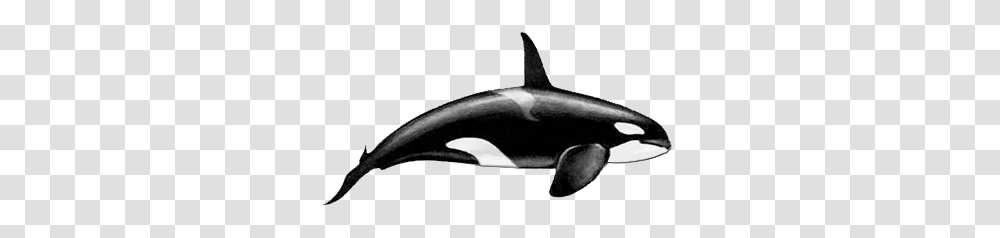 Image, Sea Life, Animal, Orca, Mammal Transparent Png