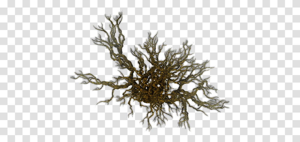 Image Seaweed Top View, Root, Plant, Nature, Outdoors Transparent Png