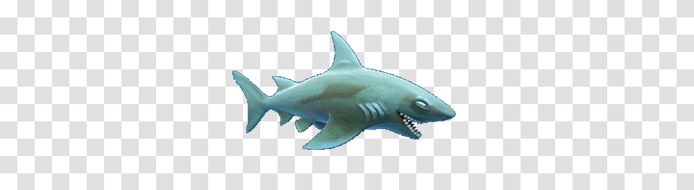 Image, Shark, Sea Life, Fish, Animal Transparent Png