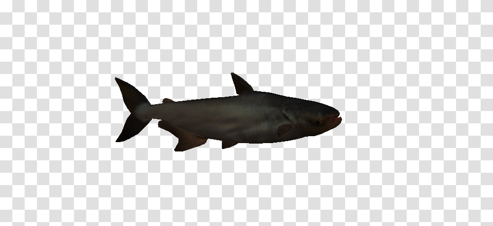 Image, Shark, Sea Life, Fish, Animal Transparent Png