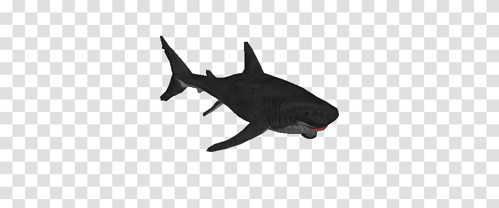 Image, Shark, Sea Life, Fish, Animal Transparent Png