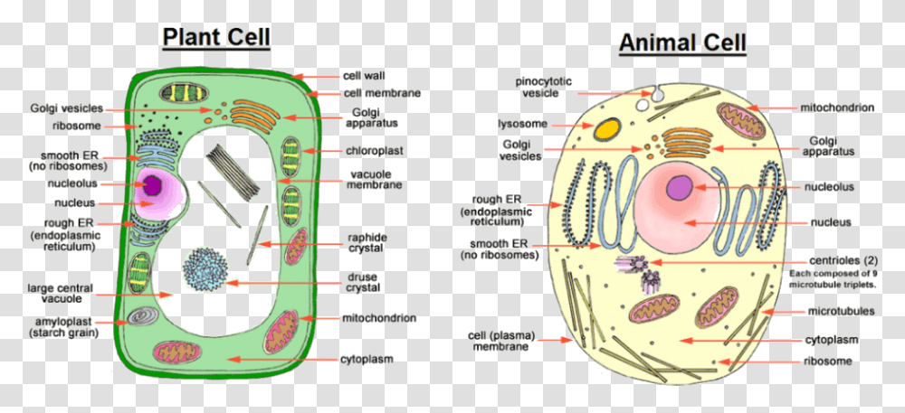 Animal cell diagram