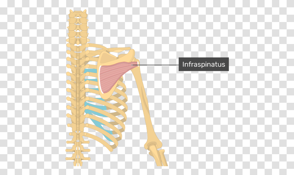 Image Showing Superficial Muscles Of The Back And Posterior Infraspinatus Attachments, Skeleton, Bow Transparent Png
