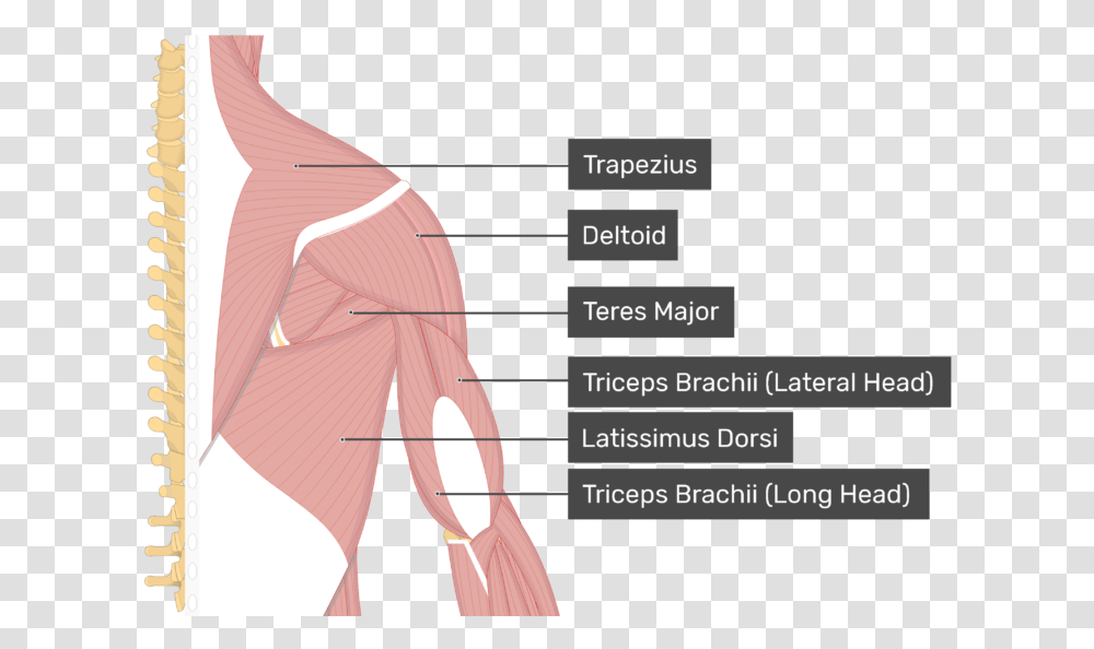 Image Showing Superficial Muscles Of The Back And Posterior Supraspinatus Muscle, Shoulder, Plot, Neck, Diagram Transparent Png