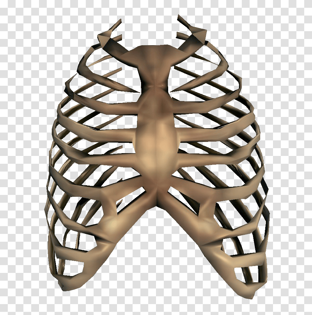 Image, Skeleton, Steamer, Torso Transparent Png