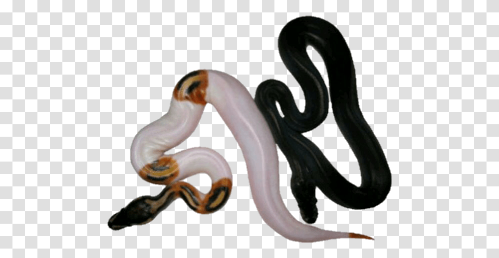 Image Smooth Earth Snake, Animal, Reptile, Invertebrate, Worm Transparent Png