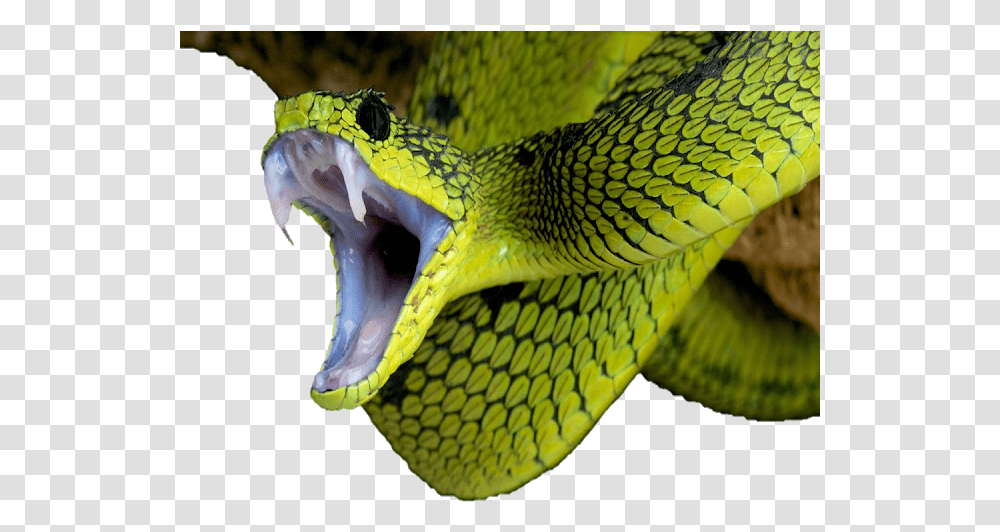 Image Snake, Reptile, Animal, Green Snake, Lizard Transparent Png
