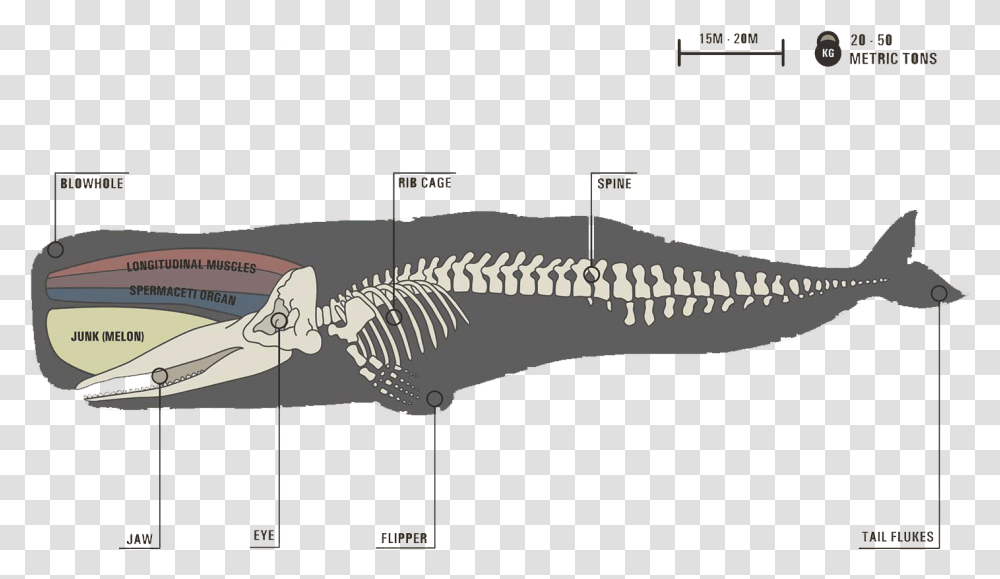 Image Sperm Whale Skeleton, Animal, Reptile, Dinosaur, T-Rex Transparent Png