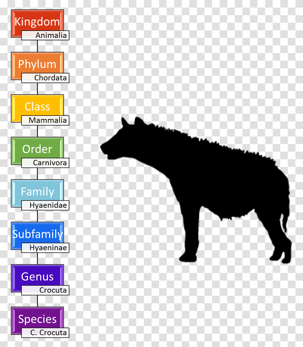 Image Spotted Hyena Taxonomy, Outdoors, Number Transparent Png