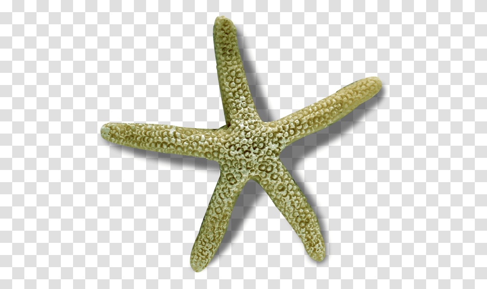 Image Starfish, Lizard, Reptile, Animal, Sea Life Transparent Png