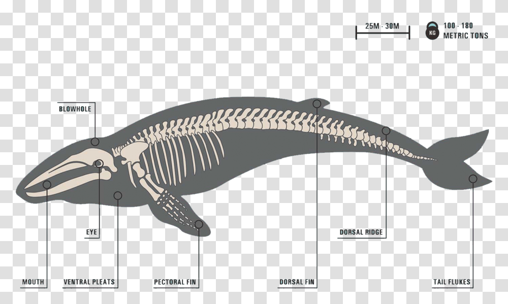 Image Structure Of Blue Whale, Animal, Dinosaur, Reptile, Fish Transparent Png
