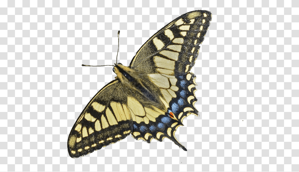 Image Swallowtail Butterfly, Insect, Invertebrate, Animal, Moth Transparent Png