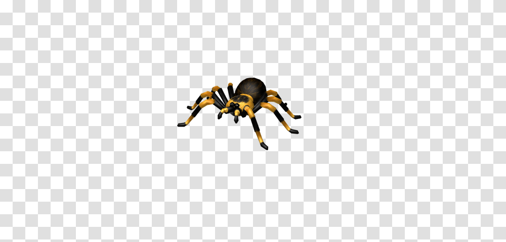 Image, Tarantula, Insect, Spider, Invertebrate Transparent Png