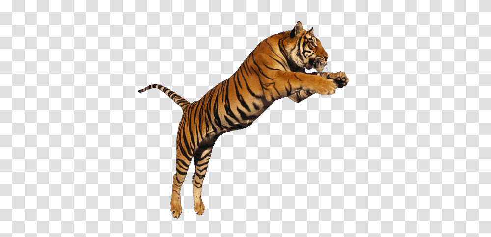Image, Tiger, Wildlife, Mammal, Animal Transparent Png