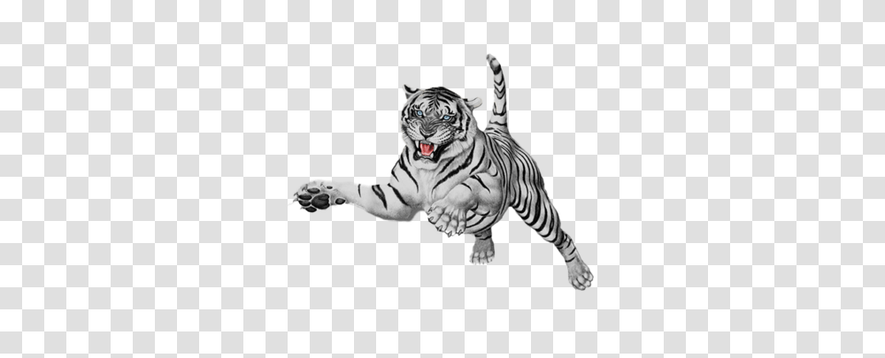 Image, Tiger, Wildlife, Mammal, Animal Transparent Png