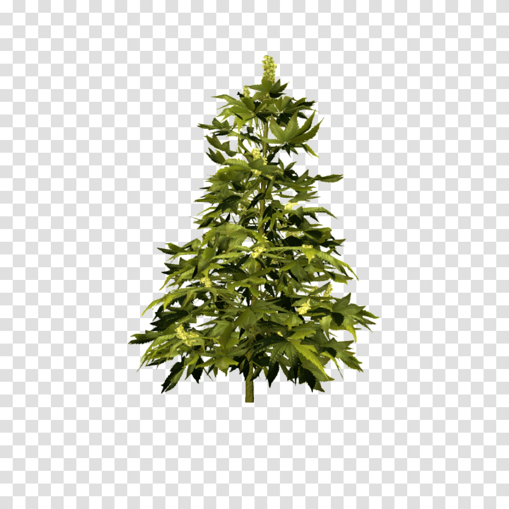 Image, Tree, Plant, Christmas Tree, Ornament Transparent Png