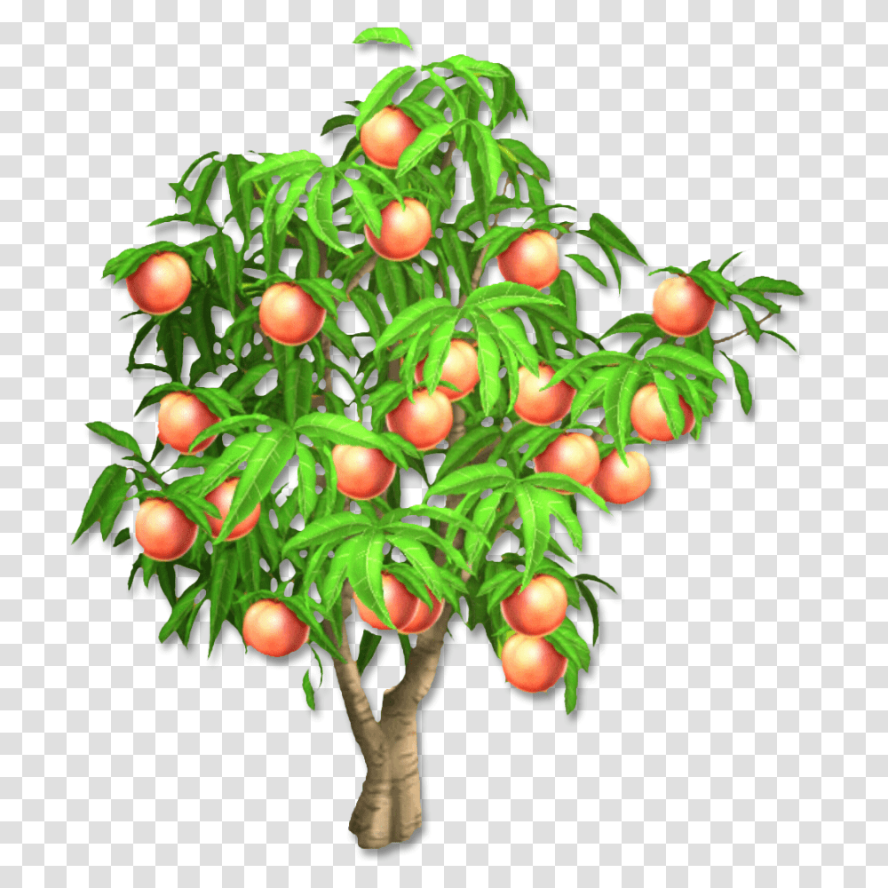 Image, Tree, Plant, Conifer, Yew Transparent Png