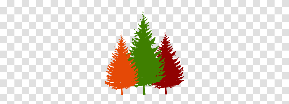 Image, Tree, Plant, Ornament, Christmas Tree Transparent Png