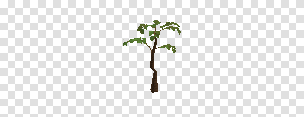 Image, Tree, Plant, Palm Tree, Arecaceae Transparent Png