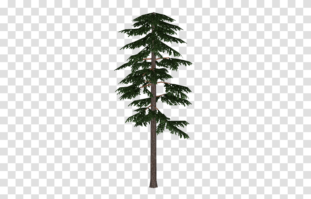 Image, Tree, Plant, Pine, Christmas Tree Transparent Png