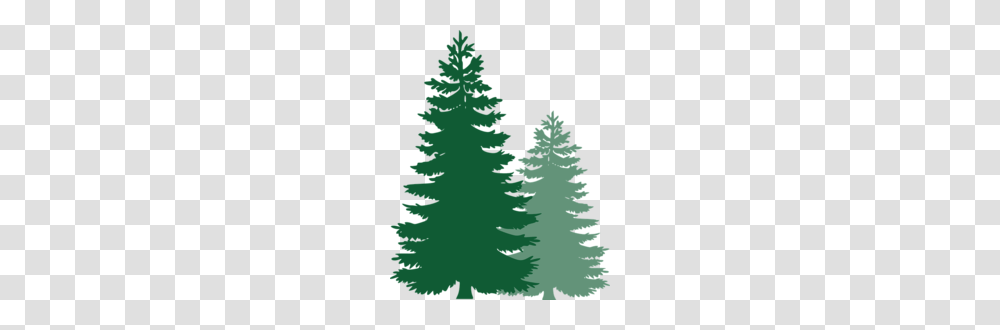 Image, Tree, Plant, Pine, Ornament Transparent Png