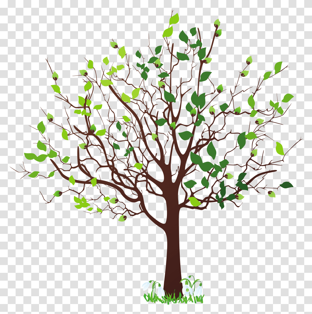 Image Tree, Plant, Tree Trunk, Leaf, Oak Transparent Png