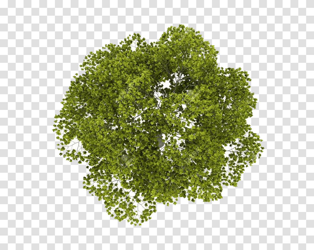 Image Tree Top View, Oak, Plant, Sycamore, Leaf Transparent Png