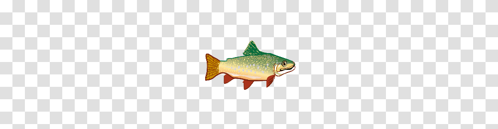 Image, Trout, Fish, Animal, Cod Transparent Png