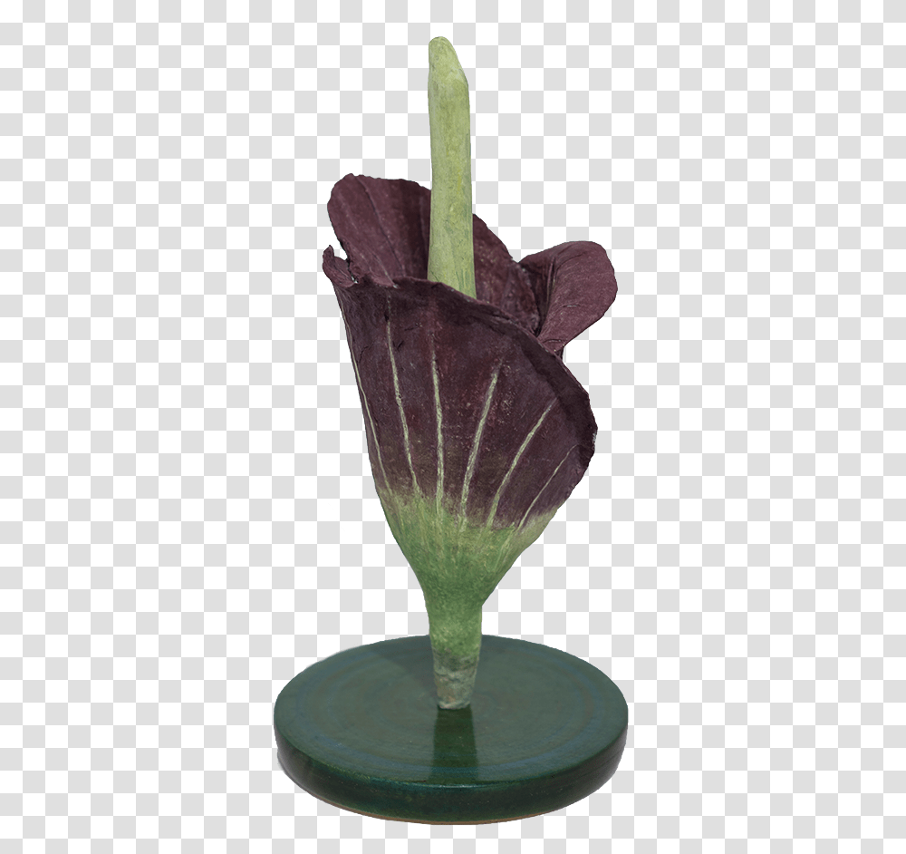 Image Tulip, Plant, Crystal, Animal, Mammal Transparent Png
