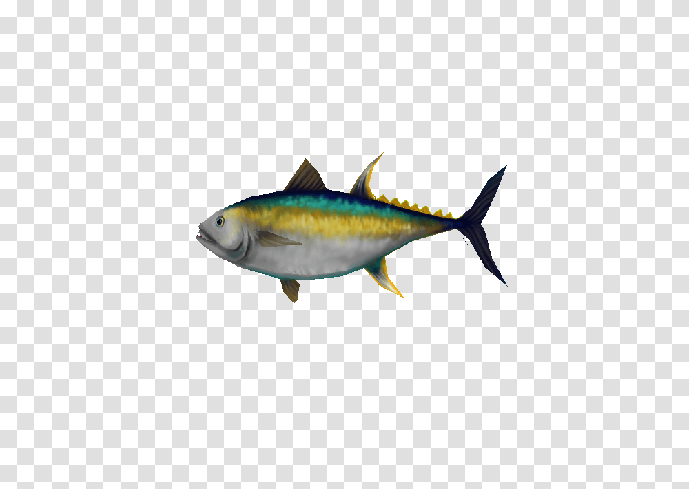 Image, Tuna, Sea Life, Fish, Animal Transparent Png