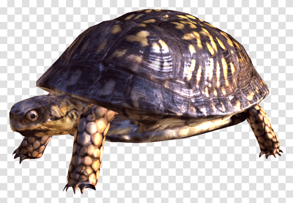 Image Turtle Background Turtle, Reptile, Sea Life, Animal, Box Turtle Transparent Png