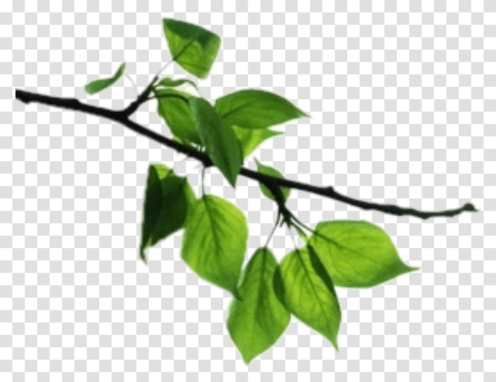 Image V Apple Tree Branch, Leaf, Plant, Annonaceae, Vine Transparent Png