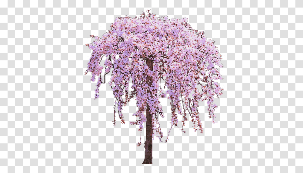 Image V56 Weeping Cherry Tree Purple Weeping Cherry Tree, Plant, Flower, Blossom Transparent Png