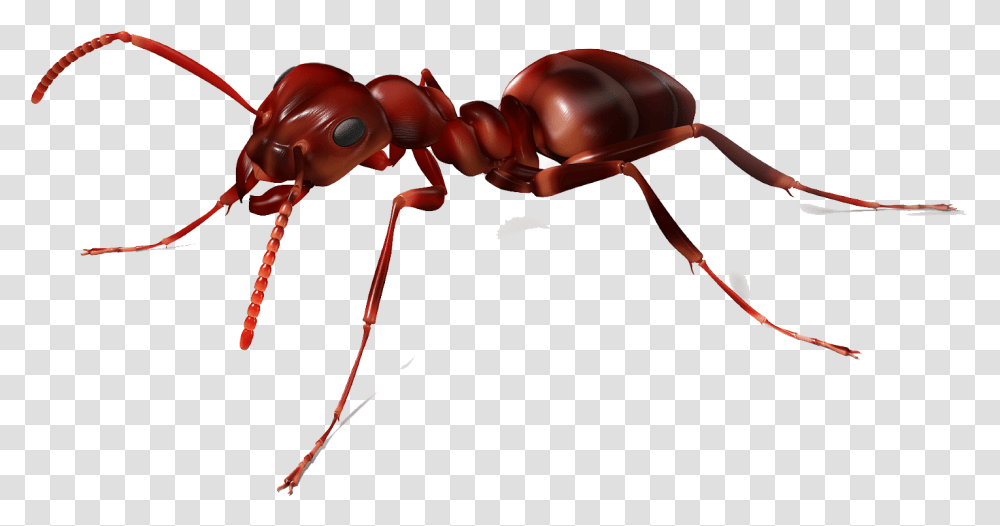Image Vector Clipart Psd Ant, Insect, Invertebrate, Animal, Bow Transparent Png