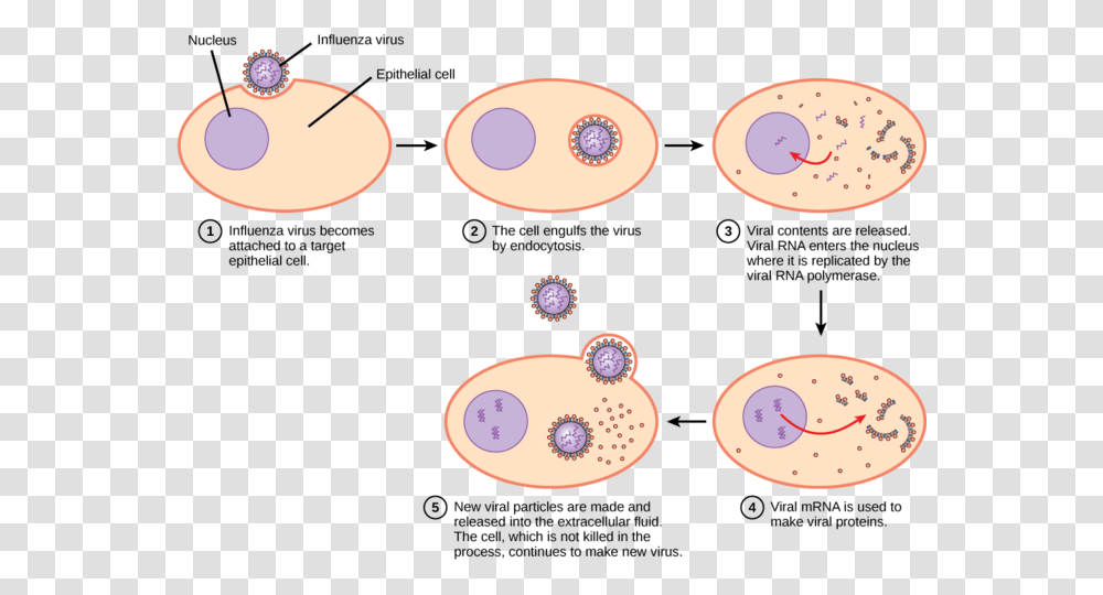 Image Virus Infecting Host Cell, Number, Animal Transparent Png