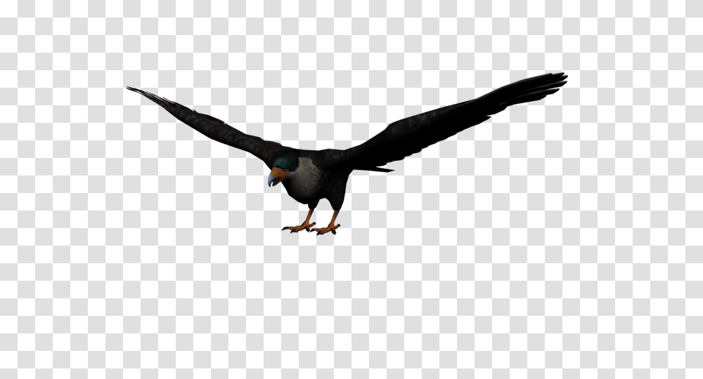 Image, Vulture, Bird, Animal, Condor Transparent Png