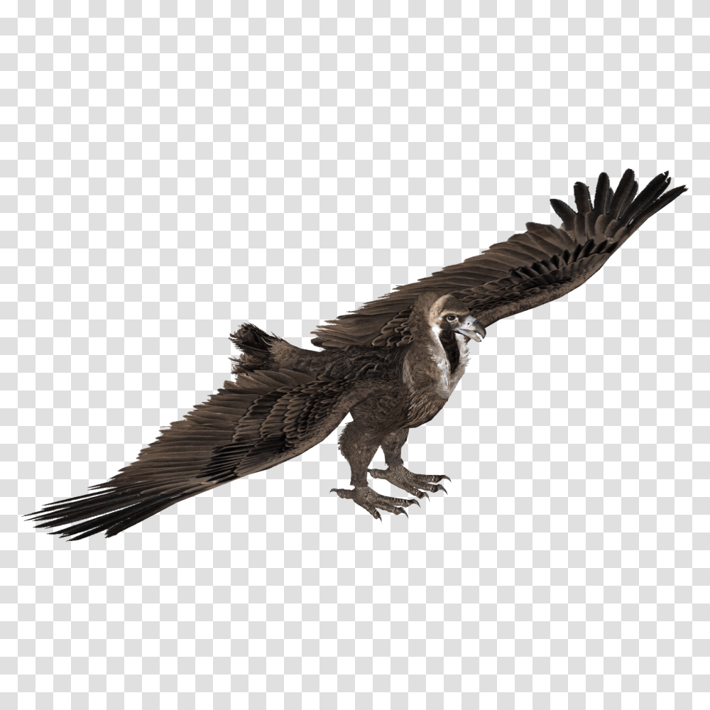 Image, Vulture, Bird, Animal, Flying Transparent Png