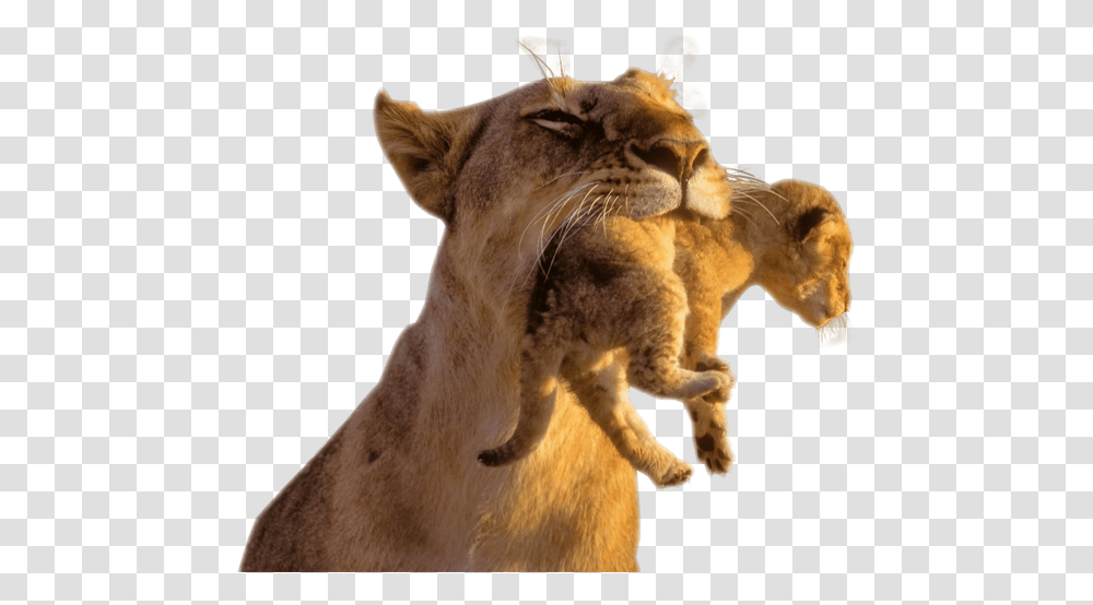 Image Watcher Animal Cub Background, Lion, Wildlife, Mammal, Pet Transparent Png