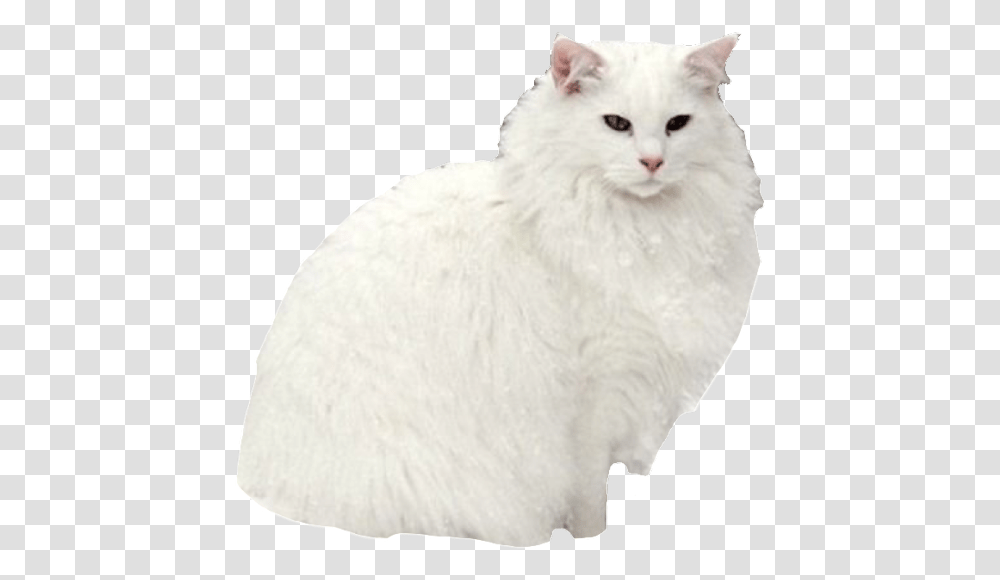 Image White Cat Queen, Angora, Pet, Mammal, Animal Transparent Png