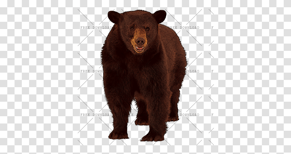 Image With Background Animals Ending In X, Bear, Wildlife, Mammal, Brown Bear Transparent Png
