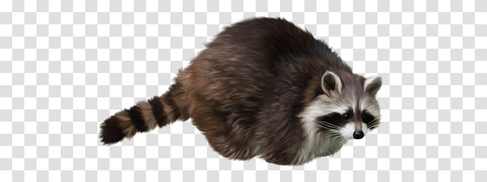 Image With Background Background Raccoon Gif, Dog, Canine, Animal, Mammal Transparent Png