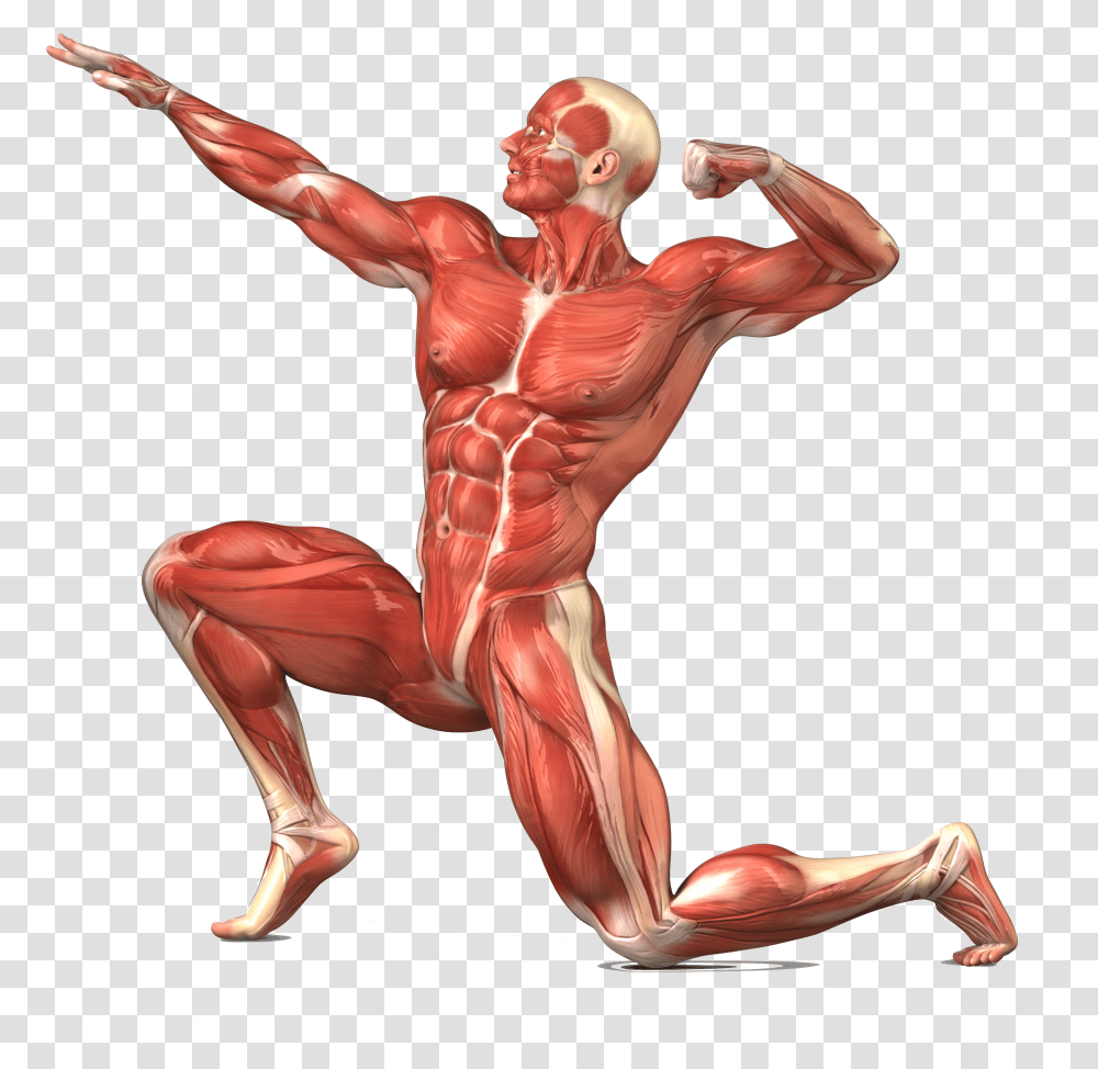 Image With Background Muscular System No Labels, Arm, Person, Human, Torso Transparent Png