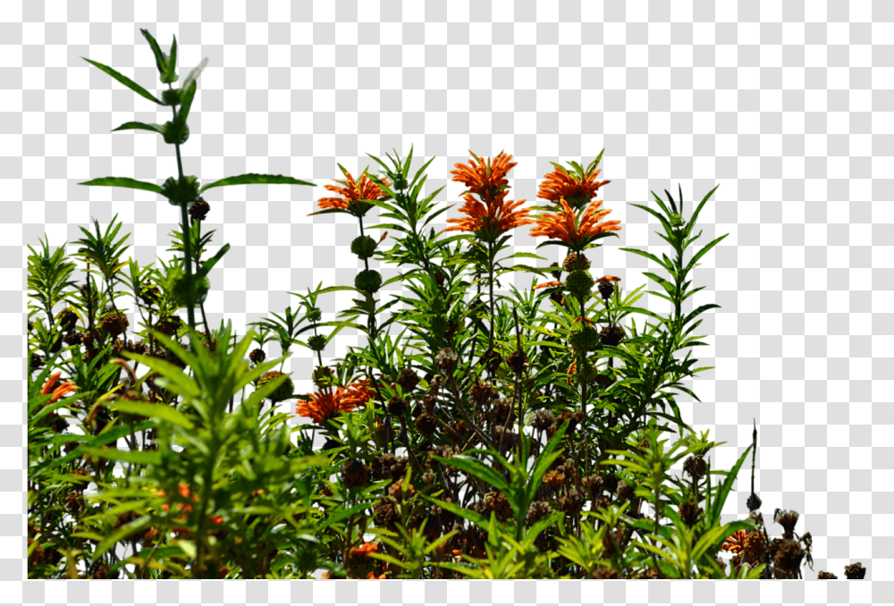 Image With Background Wild Flowers, Acanthaceae, Plant, Blossom, Potted Plant Transparent Png