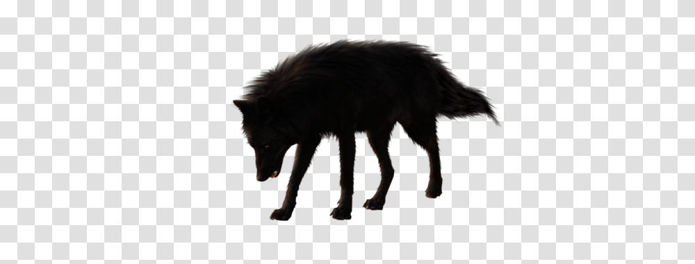 Image, Wolf, Mammal, Animal, Horse Transparent Png