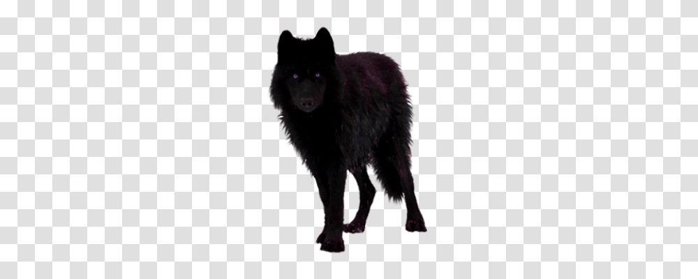 Image, Wolf, Mammal, Animal, Red Wolf Transparent Png