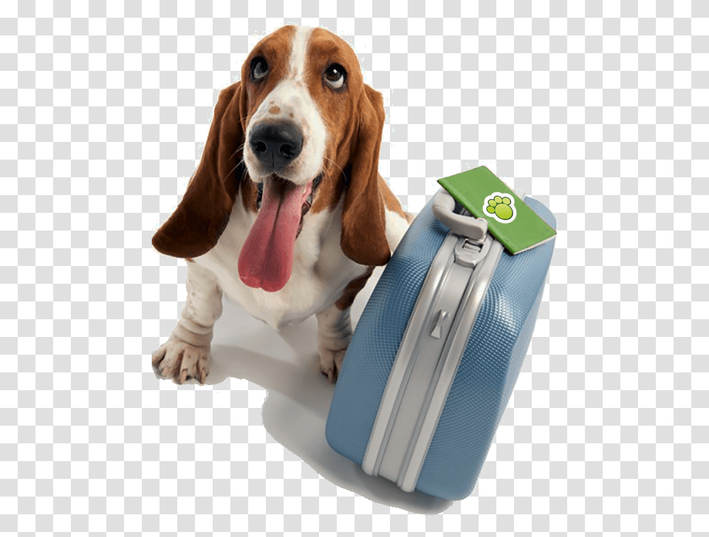Imagem 768x1024 Doggy Day School, Luggage, Pet, Canine, Animal Transparent Png