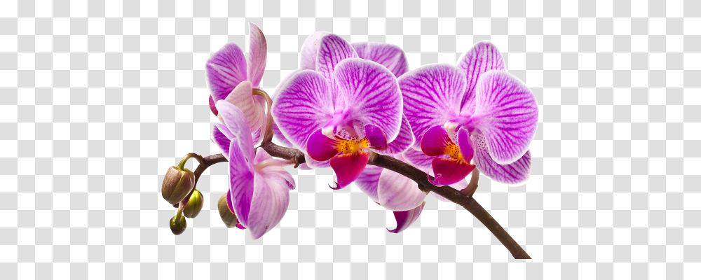 Imagem De Orquideas Em, Plant, Flower, Blossom, Orchid Transparent Png
