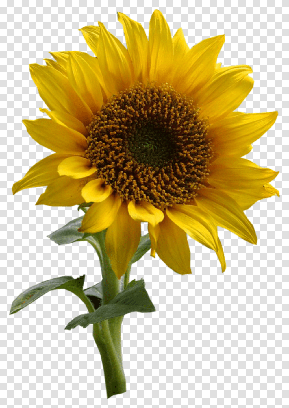 Imagem Flor Girassol 125 Imagens Girassol Grtis Sunflower Drawing, Plant, Blossom Transparent Png